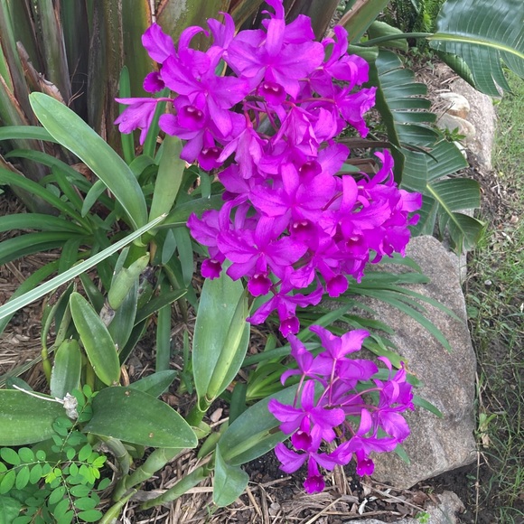 Meet your Posher, Julie - Picture 1 of 1